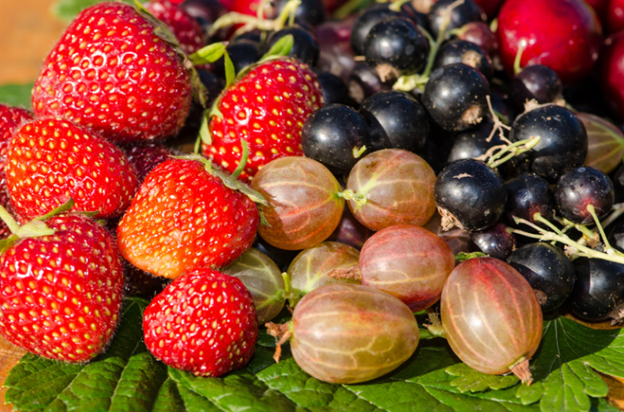 a photo of various berries