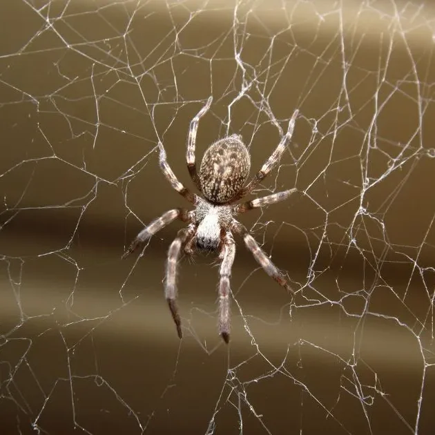 How To Protect Your Melbourne Home From Spiders