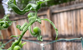 a photo of Possible herbicide damage on homeowner tomato