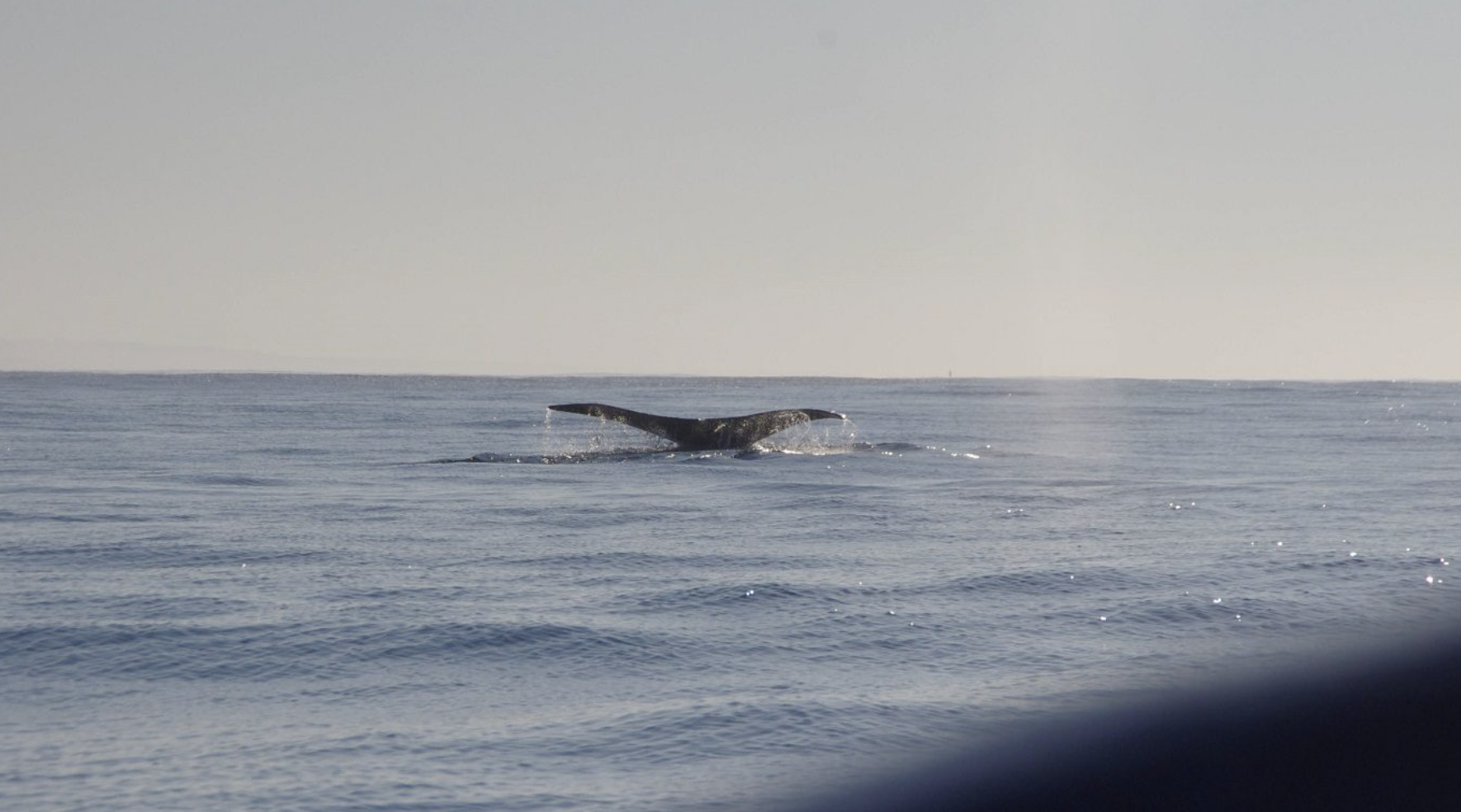 whales in zicatela