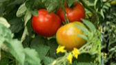Tomatoes 16x9