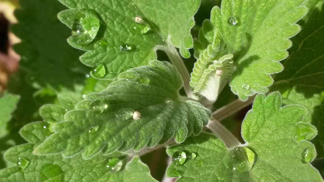 green leaves with water droplets on them