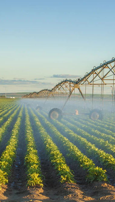 Potato field being irrigated