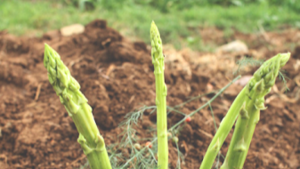A photo of asparagus growing in a garden