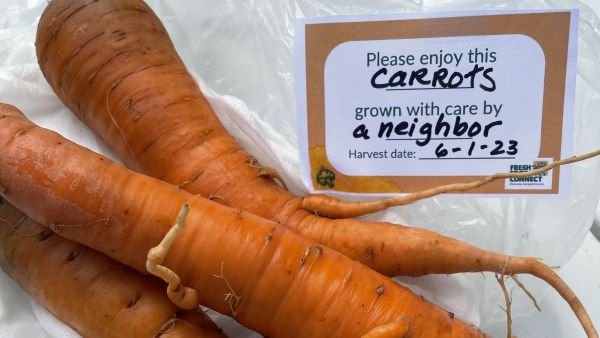 A photo of carrots ready for donation
