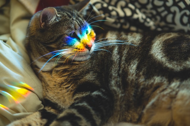 a tabby cat with a rainbow reflected across their face